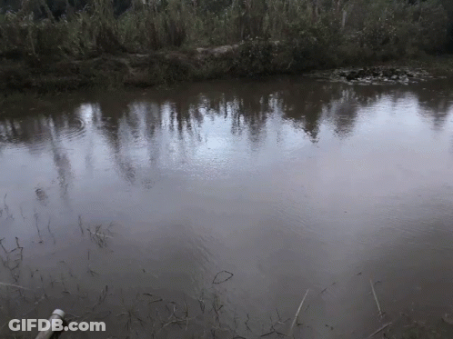 A Large Body Of Water Surrounded By Trees And Grass GIF