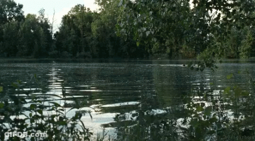 A Large Body Of Water Surrounded By Trees With A Watermark That Says ' Brooklyn ' On The Bottom GIF
