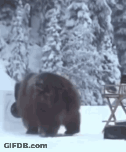 A Large Brown Bear Is Standing In The Snow In Front Of A Chair . GIF