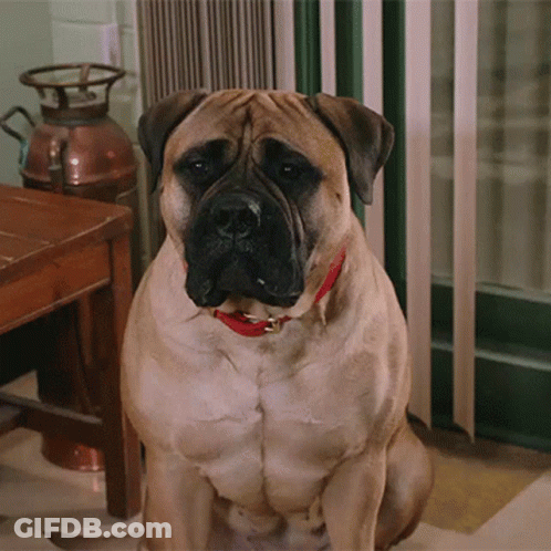 A Large Brown Dog With A Red Collar Is Sitting On The Floor GIF