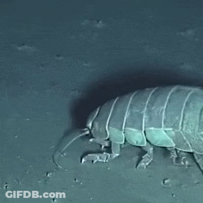 A Large Bug Is Crawling On The Ground In The Dark GIF
