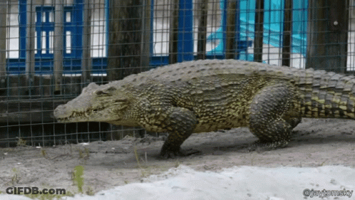 A Large Crocodile Is In A Fenced In Area And The Photo Was Taken By Jay Thomasky GIF