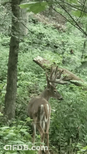 A Large Deer Standing In The Woods With A Tree Branch On Its Back GIF