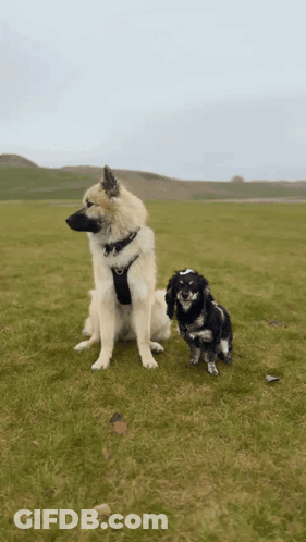 A Large Dog And A Smaller Dog Are Standing In A Grassy Field GIF