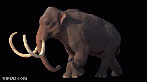 A Large Elephant With A Black Background And A Large Tusks GIF