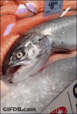 A Large Fish Is Laying On Ice With A Price Tag That Says $ 8.99 GIF