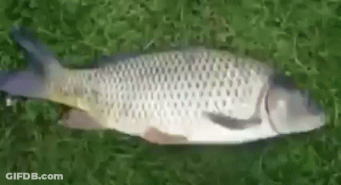A Large Fish Is Laying On Top Of A Lush Green Field Of Grass . GIF