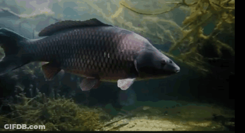 A Large Fish Is Swimming In A Body Of Water Surrounded By Algae . GIF