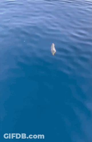 A Large Fish Is Swimming In The Ocean And Looking Up At The Camera GIF