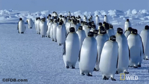 A Large Flock Of Penguins Are Walking In The Snow With National Geographic Wild Written On The Bottom Right GIF