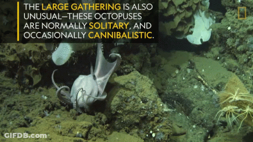 A Large Gathering Is Also Unusual These Octopuses Are Normally Solitary And Occasionally Cannibalistic GIF