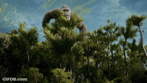 A Large Gorilla Is Standing In The Middle Of A Lush Green Forest GIF