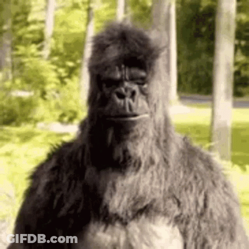 A Large Gorilla Is Standing In The Woods Looking At The Camera . GIF