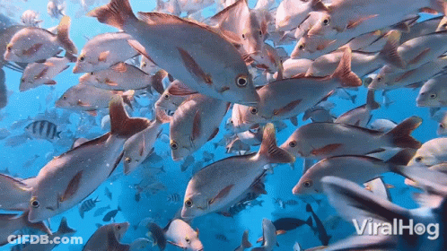 A Large Group Of Fish Are Swimming In The Ocean With The Words Viralhog In The Upper Right Corner GIF