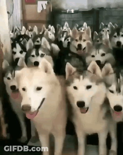 A Large Group Of Husky Dogs Are Standing Next To Each Other And Smiling . GIF