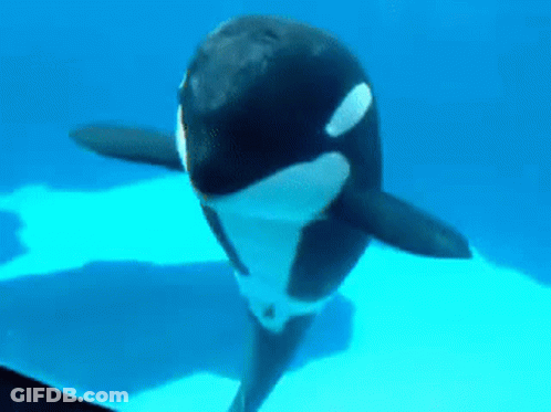 A Large Killer Whale Is Swimming In The Ocean . GIF