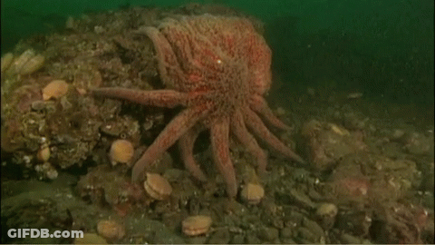 A Large Octopus Is Sitting On A Rock In The Ocean GIF
