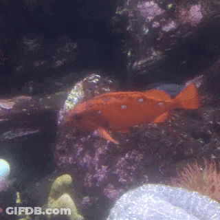A Large Orange Fish Is Swimming In The Water GIF