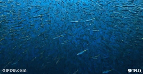 A Large School Of Fish Are Swimming In The Ocean With A Netflix Logo In The Background GIF