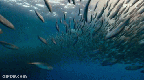 A Large School Of Fish Swimming In The Ocean . GIF