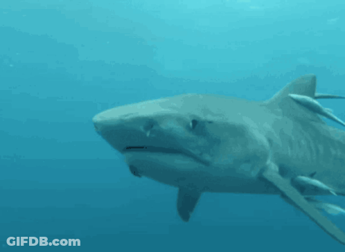 A Large Shark Is Swimming In The Ocean GIF