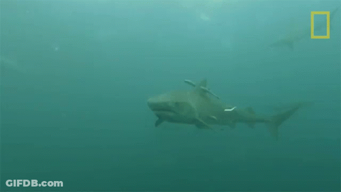 A Large Shark Is Swimming In The Ocean With A National Geographic Logo In The Background GIF