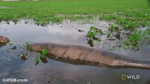 A Large Snake Is Swimming In A Body Of Water With A National Geographic Logo Behind It GIF