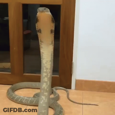 A Large Snake With A Long Neck Is Standing In Front Of A Door . GIF