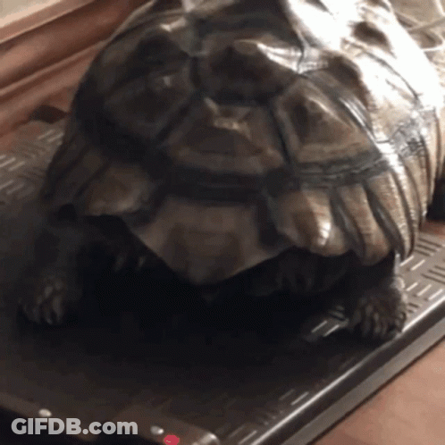 A Large Turtle Is Laying On A Tray With Its Shell On GIF