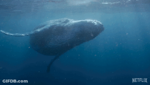 A Large Whale Is Swimming In The Ocean With A Netflix Logo In The Corner GIF