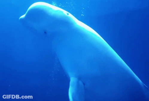 A Large White Whale Is Swimming In A Blue Ocean GIF