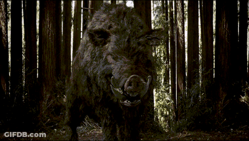 A Large Wild Boar Stands In The Middle Of A Dark Forest GIF