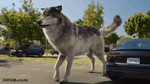 A Large Wolf Standing Next To A Car With A License Plate That Says Bno 450 GIF