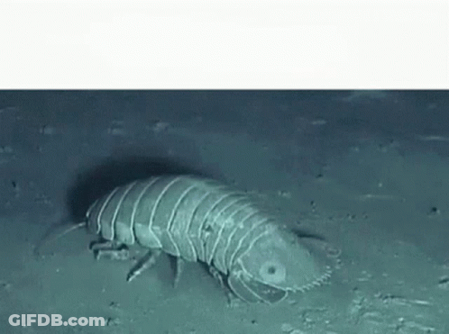 A Large Worm Is Crawling On The Ground In The Water . GIF