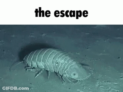 A Large Worm Is Crawling On The Ground In The Water . GIF
