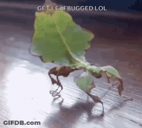 A Leaf Bug Is Crawling On A Wooden Surface With The Caption Get Leafbugged Lol GIF
