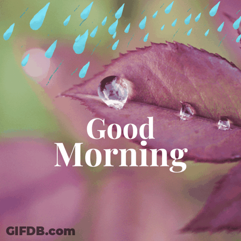 A Leaf With Water Drops On It And The Words Good Morning GIF
