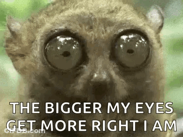 A Lemur With Big Eyes Is Looking At The Camera And Says `` The Bigger My Eyes Get More Right I Am '' . GIF