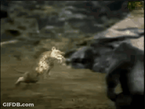 A Leopard Is Laying On The Ground With A Green Sticker That Says ' A ' On It GIF