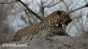 A Leopard Is Laying On Top Of A Pile Of Dirt In The Woods . GIF
