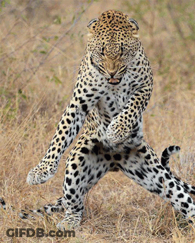 A Leopard Is Standing On Its Hind Legs In The Tall Grass GIF