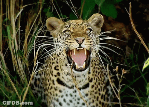 A Leopard With Its Mouth Open Is Standing In The Grass . GIF