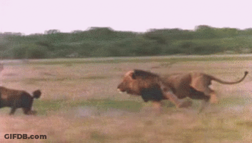 A Lion And A Cheetah Are Running Through A Field . GIF