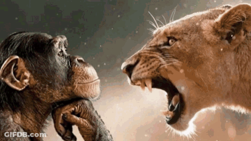 A Lion And A Chimpanzee Are Looking At Each Other With The Lion Yawning GIF