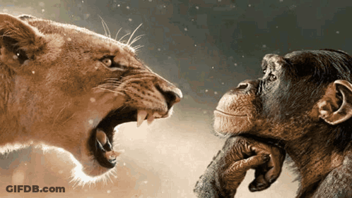 A Lion And A Chimpanzee Look At Each Other GIF