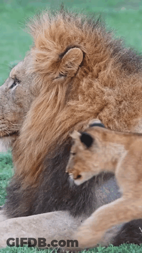 A Lion And A Cub Are Laying In The Grass Together GIF