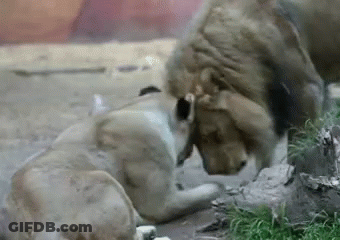 A Lion And A Cub Are Playing With Each Other In The Grass . GIF