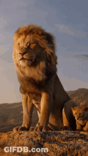 A Lion And A Cub Sitting On Top Of A Rock GIF