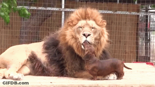 A Lion And A Dachshund Laying Next To Each Other In A Cage GIF