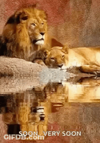 A Lion And A Lioness Are Laying In The Water And Their Reflection In The Water . GIF